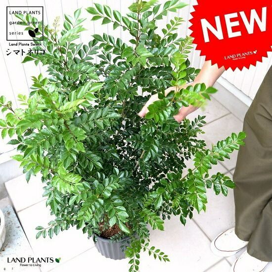 逆さポット植えです！フペルジア『phlegmaria』2番 逆さポット植えです