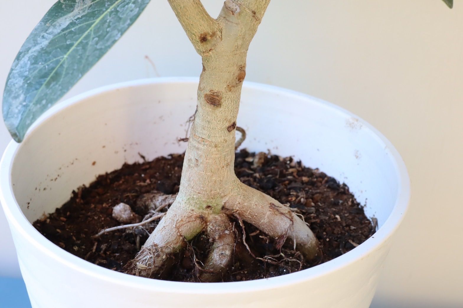 フィカス・ベンガレンシス3｜根上がり仕立て｜7号鉢｜無機質用土