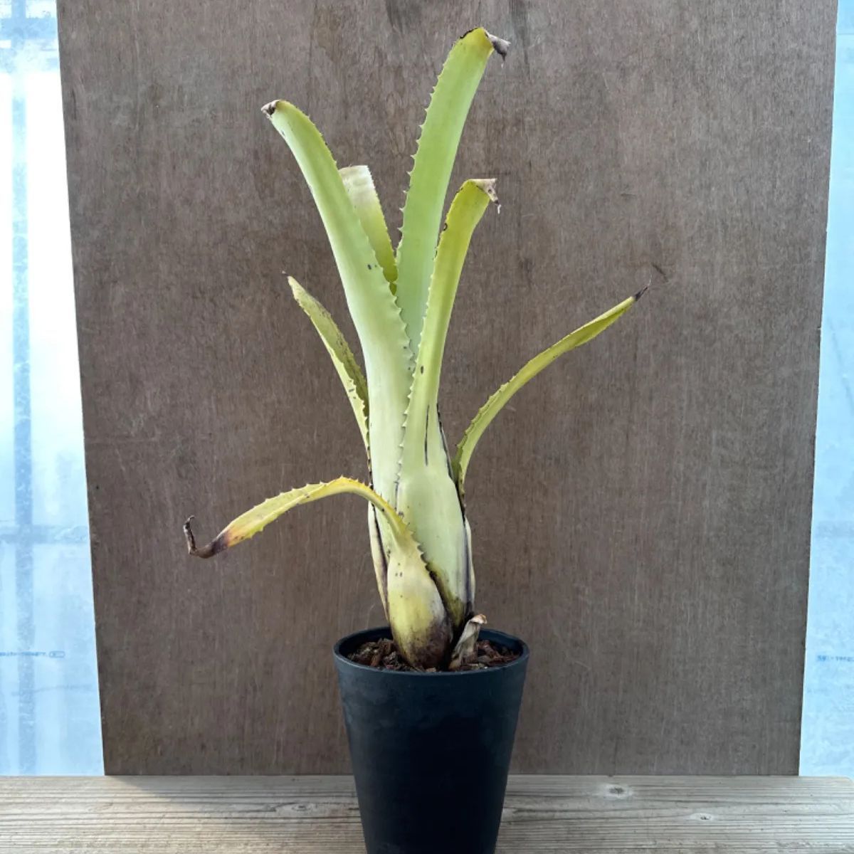 エクメア トカンチーナ トカンティーナ Aechmea tocantina エクメア