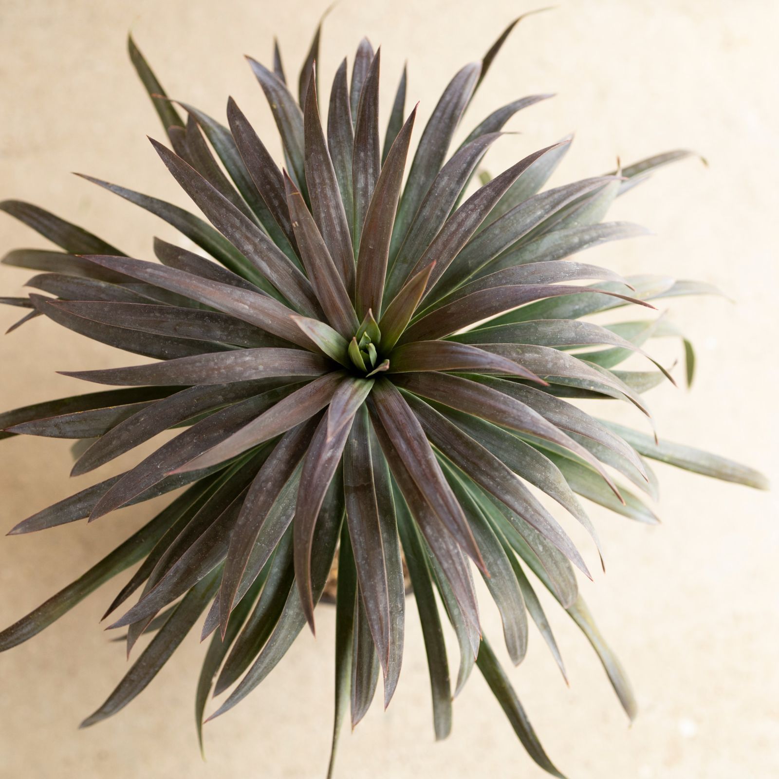 ［現品］48番　ユッカ　ロストラータ　サファイアスカイズ　7号　観葉植物　レア ユッカ ロストラータ サファイアスカイズ