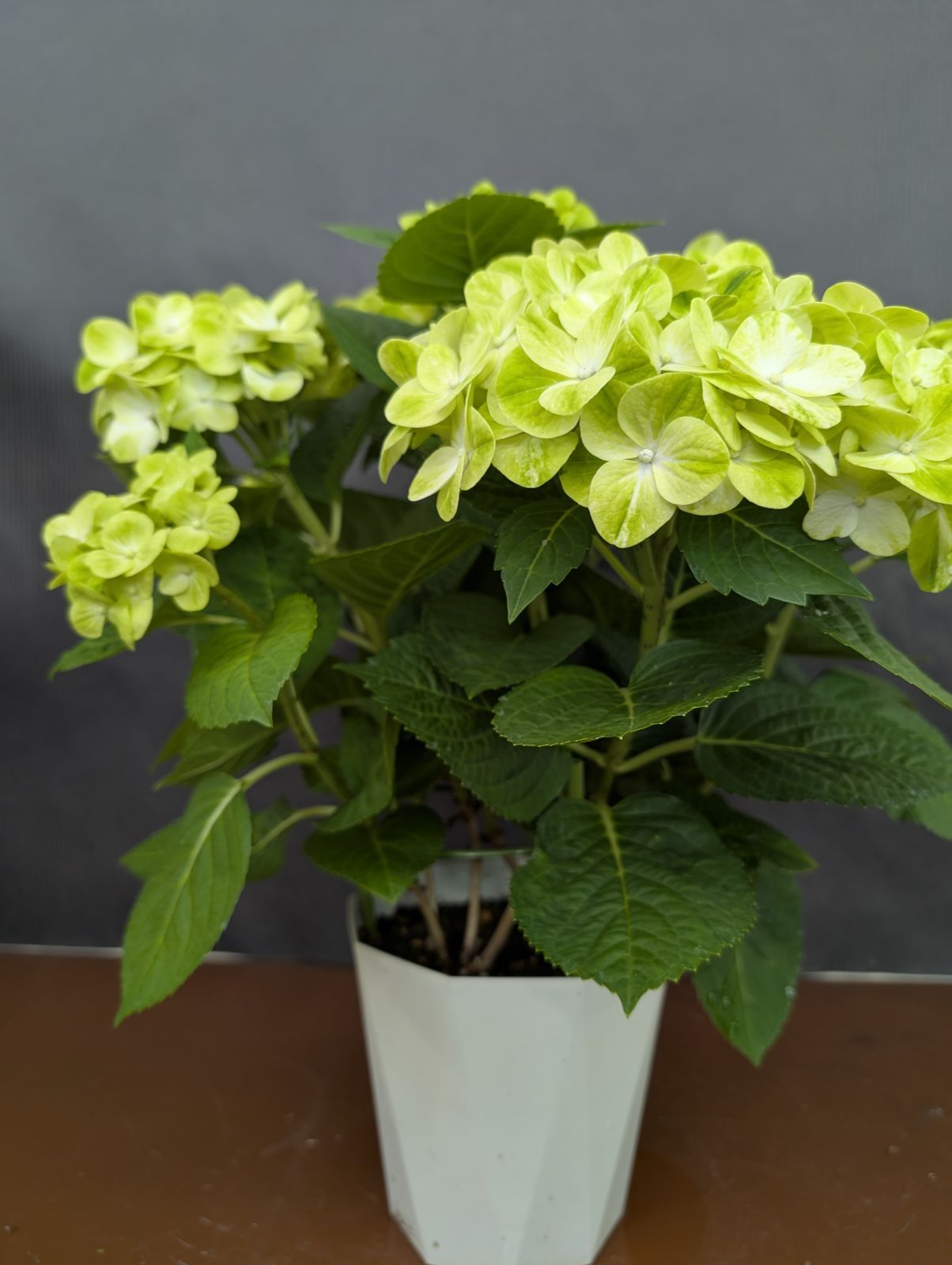 グリーンラテ 5号鉢 紫陽花 2 - メルカリ