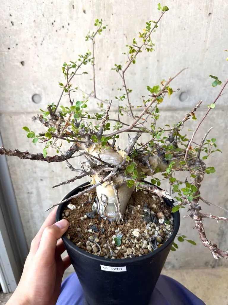 2025年最新】ターカネンシスの人気アイテム - メルカリ