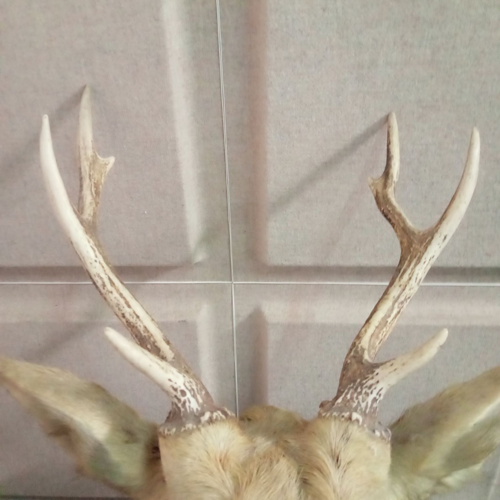 スカル頭蓋骨 ハンティングトロフィー 剥製 はく製 エゾシカ 鹿角 角