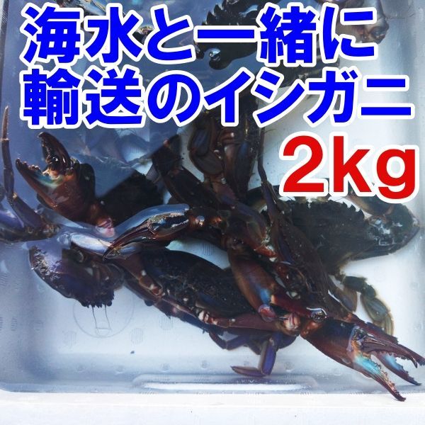 海水ごと輸送】生出荷！食用イシガニ 石蟹２kg 活状態での梱包 松島牡蠣屋 漁師の店長自ら漁獲です！目安：２ｋｇで20杯程度 配送地域限定「海水あり石蟹  ２ｋｇ」活カニ 活蟹 生蟹 生カニ 活かに 生かに - メルカリ