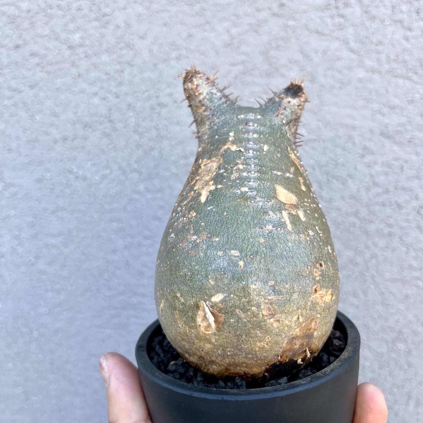 パキポディウム グラキリス 現地球 厳選株】パキポディウムグラキリス