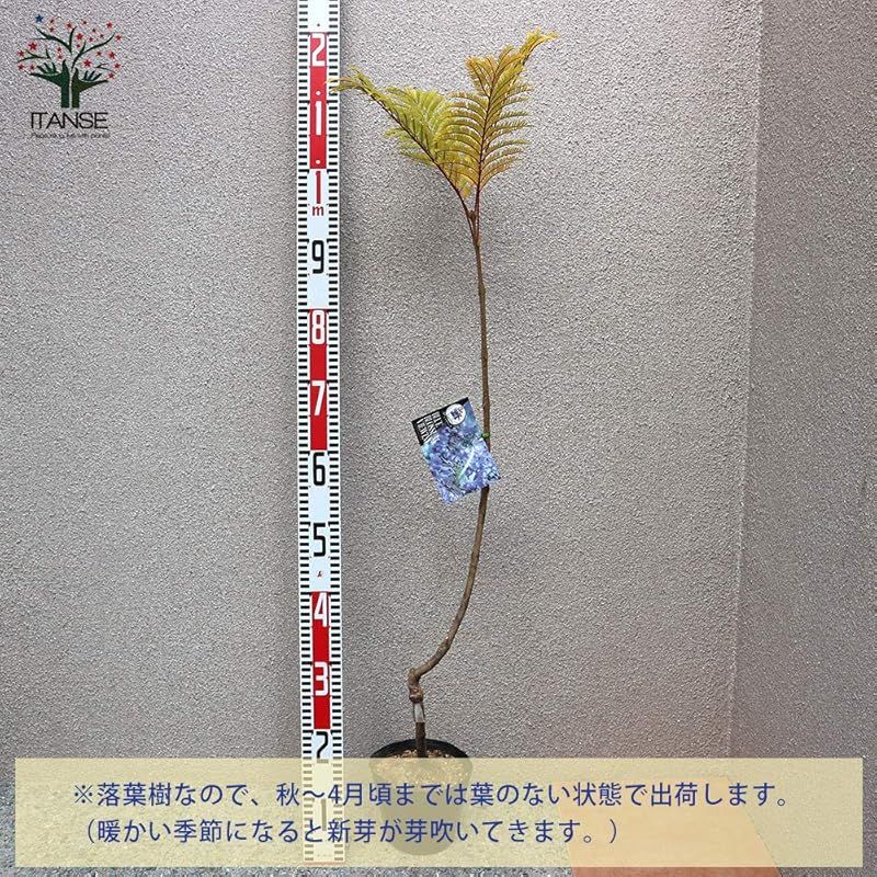 品種で選べる花木苗|1個売り