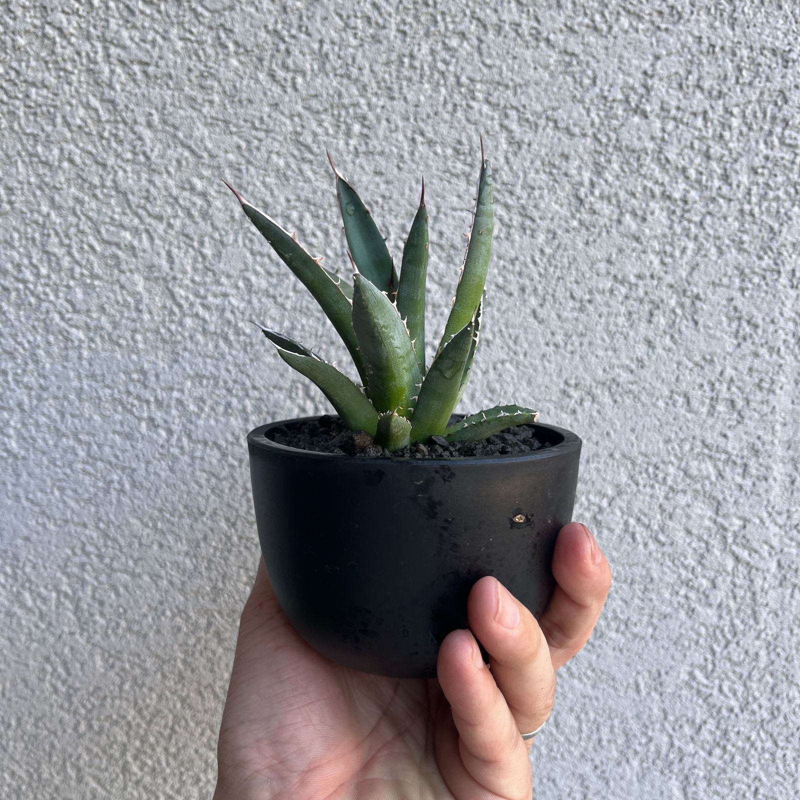 アガベ・ホリダ 実生株3年目｜Agave horrida Seedling122 - メルカリ