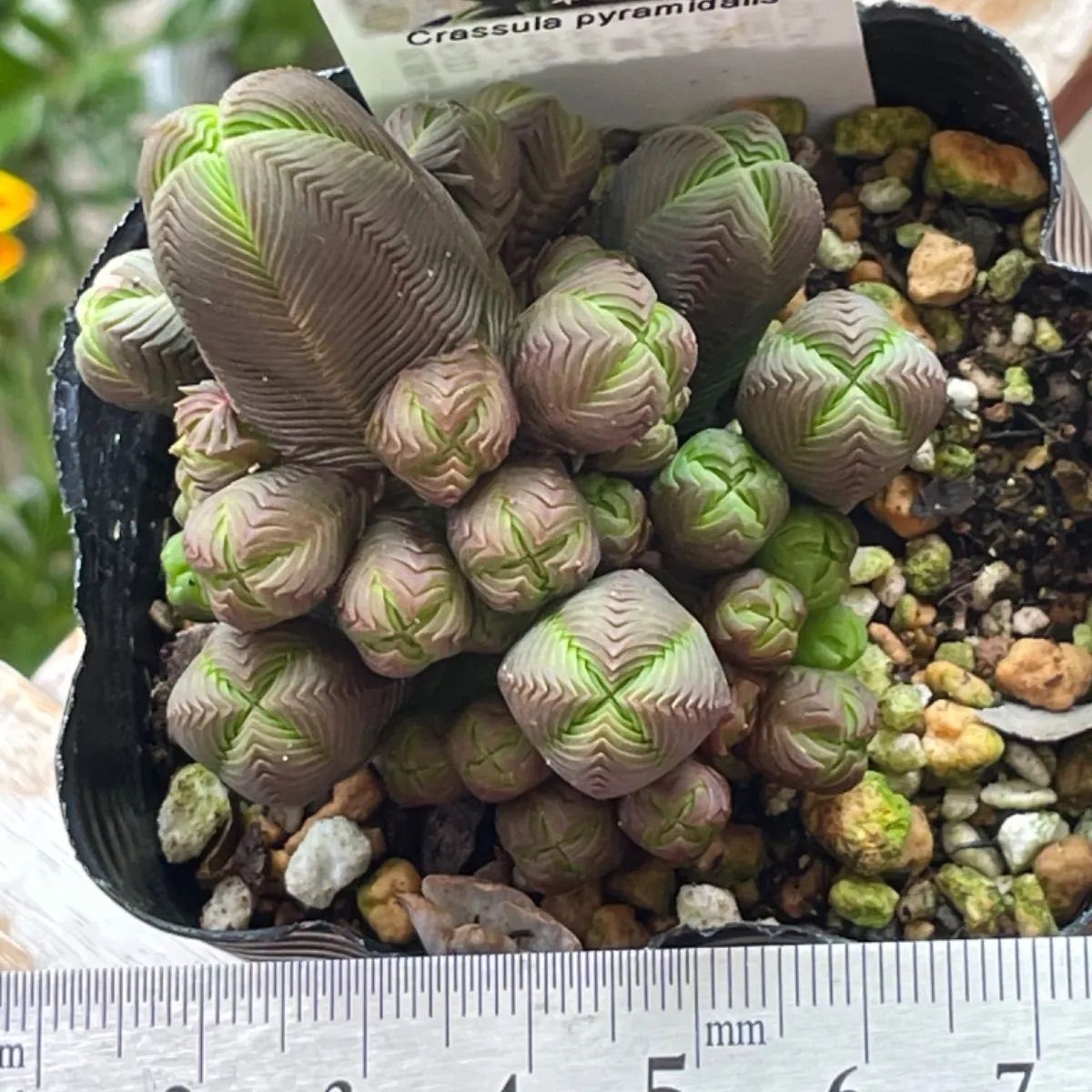 ダルマ緑塔　抜き苗 ダルマ緑塔 抜き苗