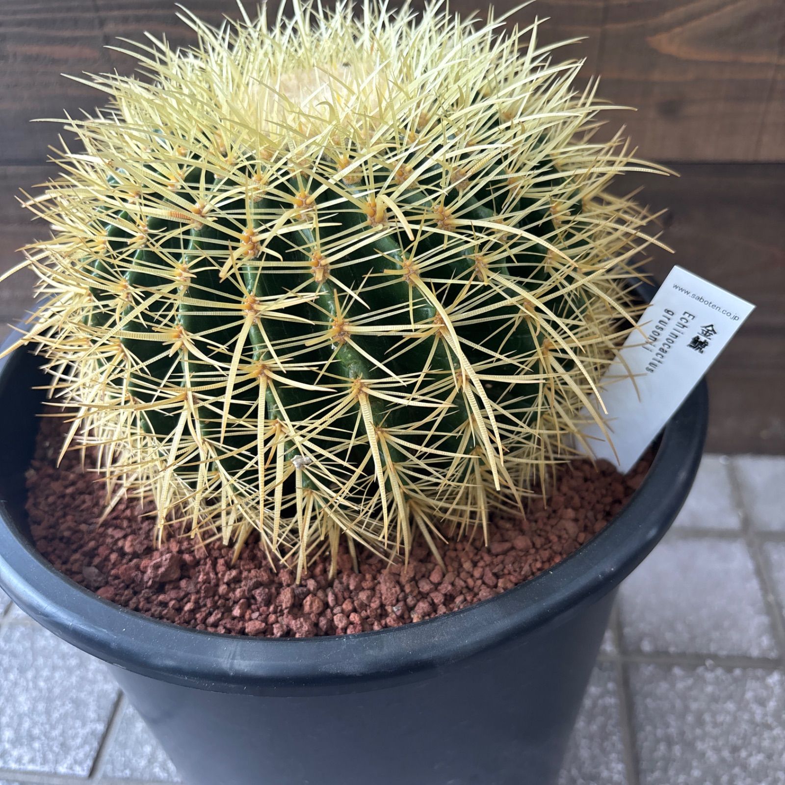 金鯱 キンシャチサボテン8号 サボテンの王様：金シャチ（キンシャチ