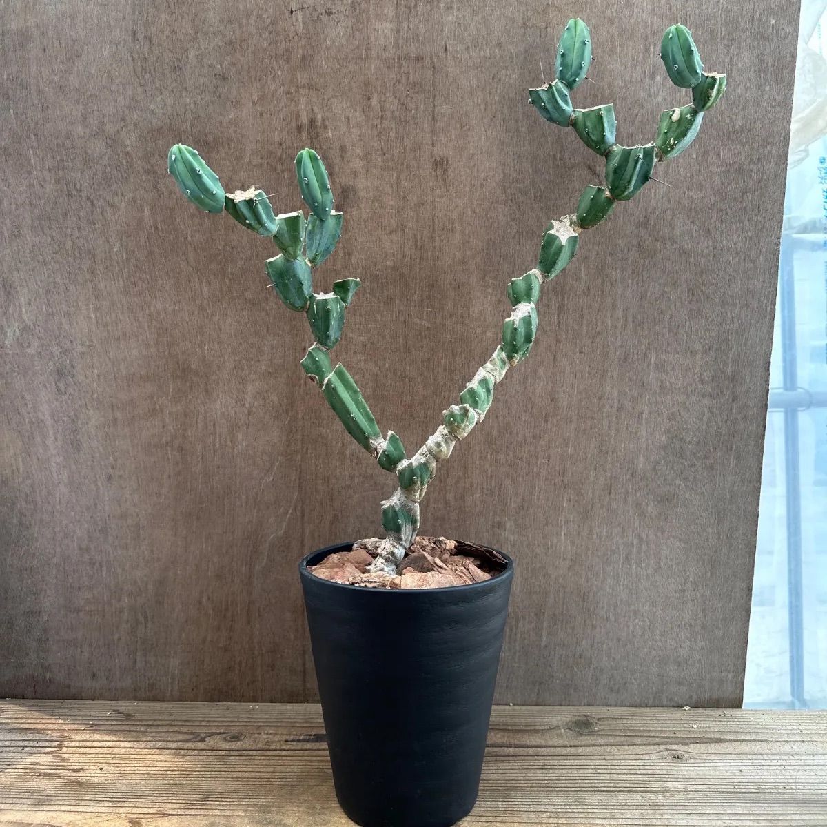 2 発根済み 竜神木 綴化 Myrtillocactus geometrizans (サボテン