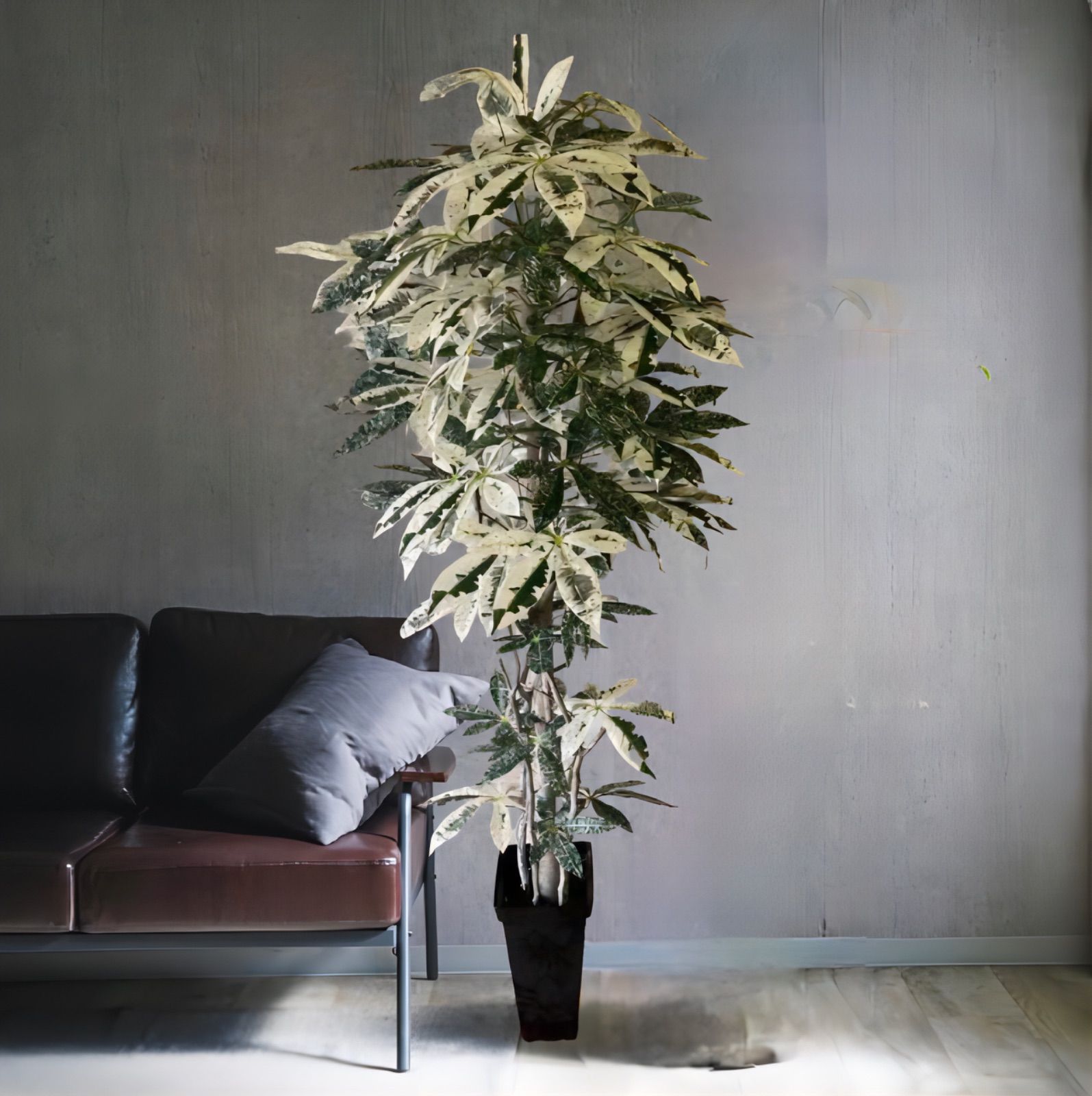 光触媒 人工観葉植物 ウォールグリーン フェイク 斑入りパキラ 光触媒 人工観葉植物 ウォールグリーン フェイク 斑入りパキラ
