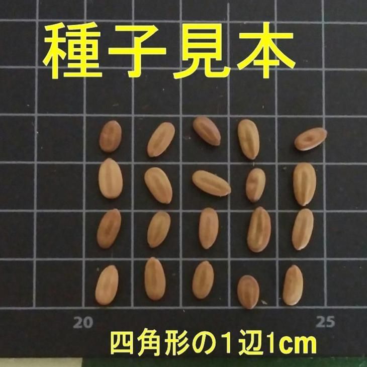 ネムノキの種子10粒　2022年 9月採取