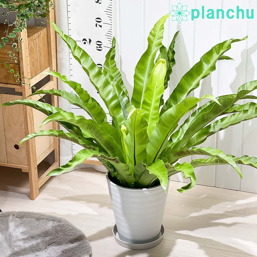 あこや真珠等 ナチュラルカラー系 5連 ネックレス 2.5〜7.3㎜ O326 あこや真珠等 ナチュラルカラー系 5連 ネックレス 2.5〜7.3㎜ O326