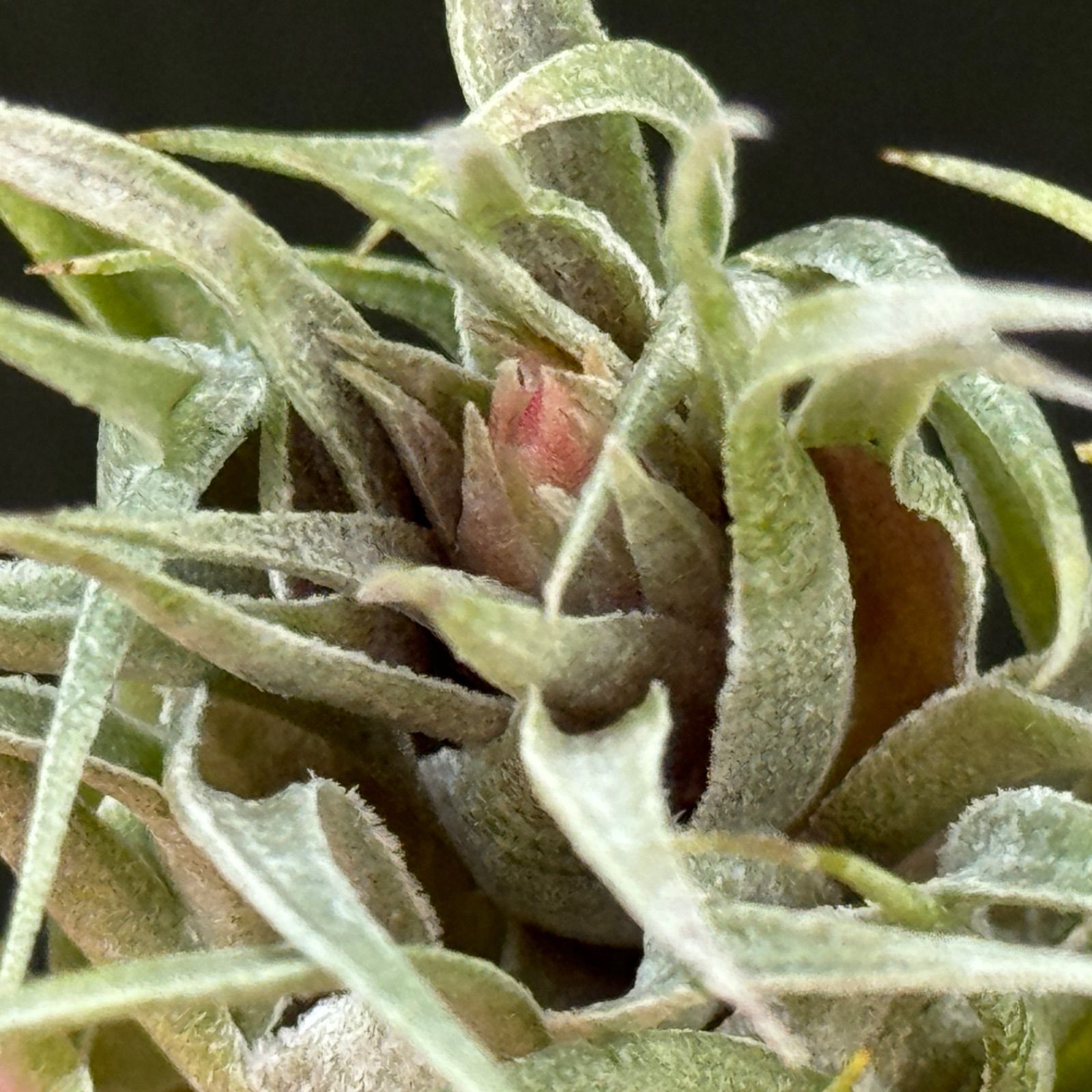 チランジア ロイテリ② (メルカリ便にてお届けします) チランジア