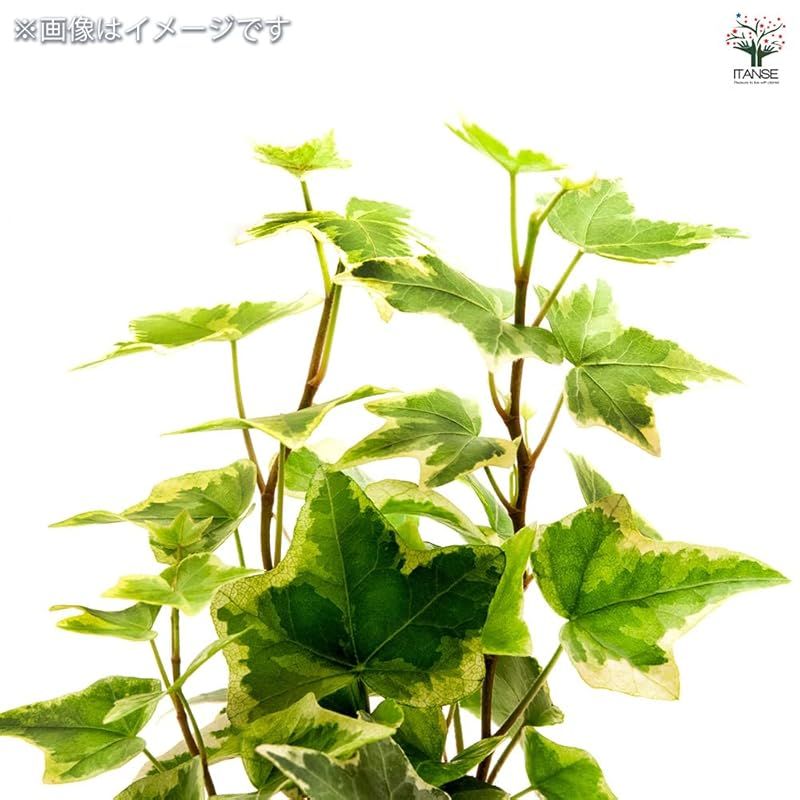 冬蔦 ●特に美しい葉