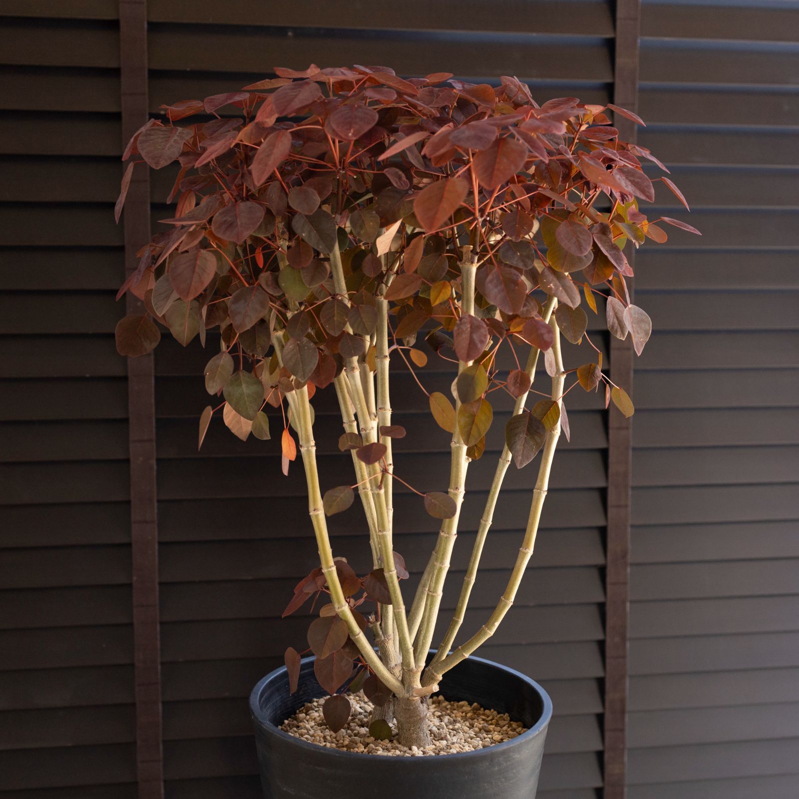 ユーフォルビア チョコリーフ Euphorbia コティニフォリア 紅葉 低木