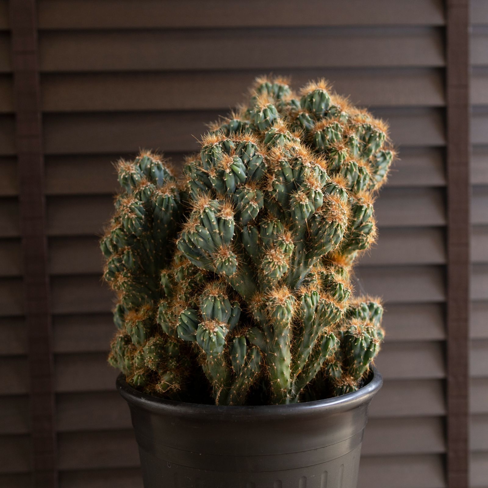 大株】金獅子 サボテン 綴化 群生 モンスト化 Cereus variabilis