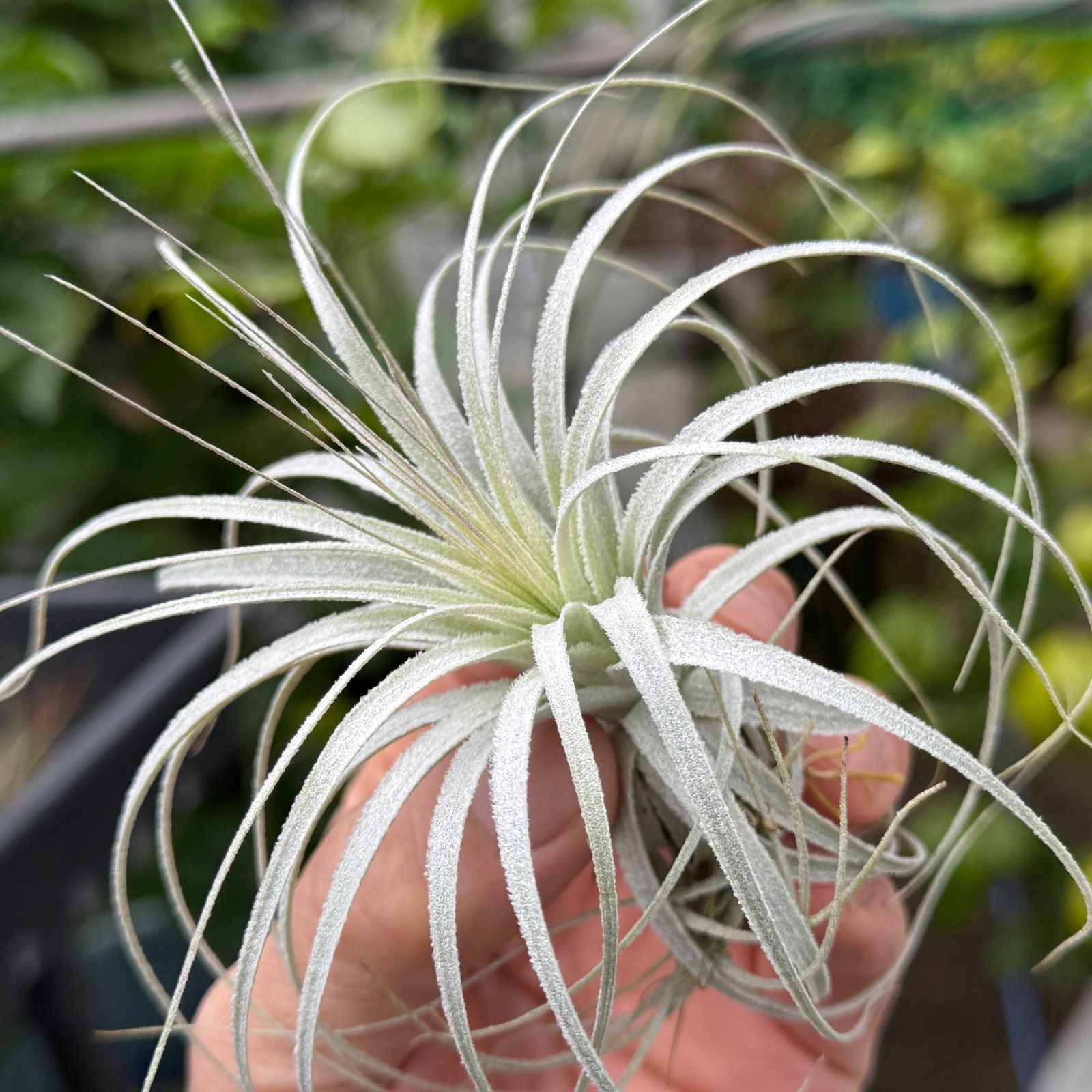 チランジア チャペウエンシス Tillandsia chapeuensis＊(約)最大直径