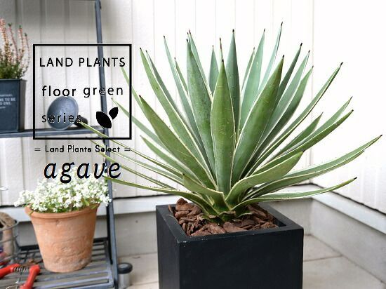 陶器鉢　作家鉢　アガベ　超徒長株付き　ネームド株 陶器鉢 作家鉢 アガベ 超徒長株付き ネームド株 陶器鉢 作家鉢 アガベ