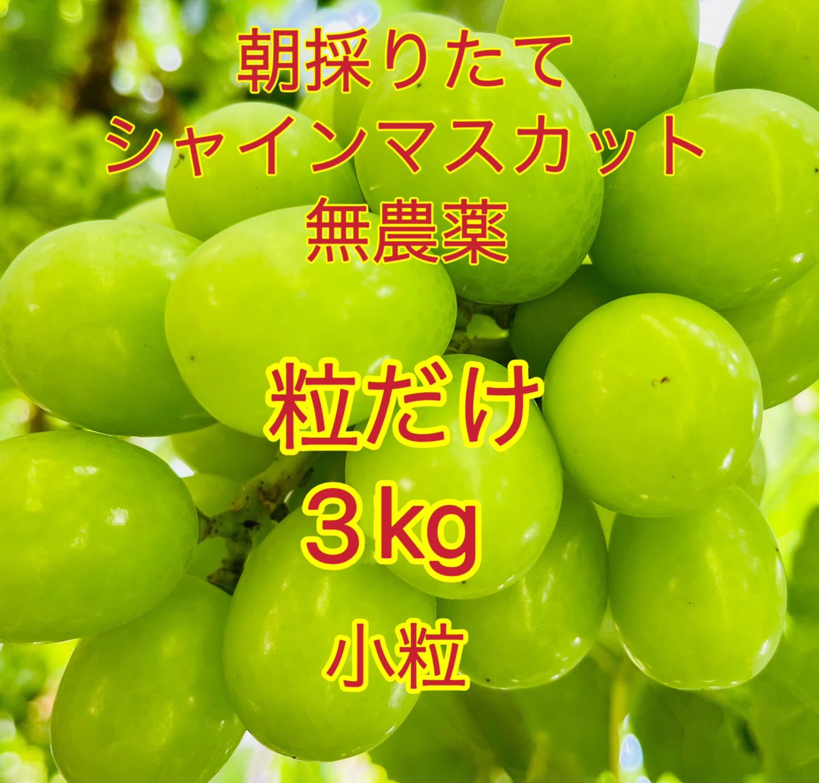【予約販売】岡山シャインマスカット 無農薬3kg大粒秀品粒だけ完熟糖度16以上 予約販売】岡山シャインマスカット 無農薬3kg大粒秀品粒だけ完熟