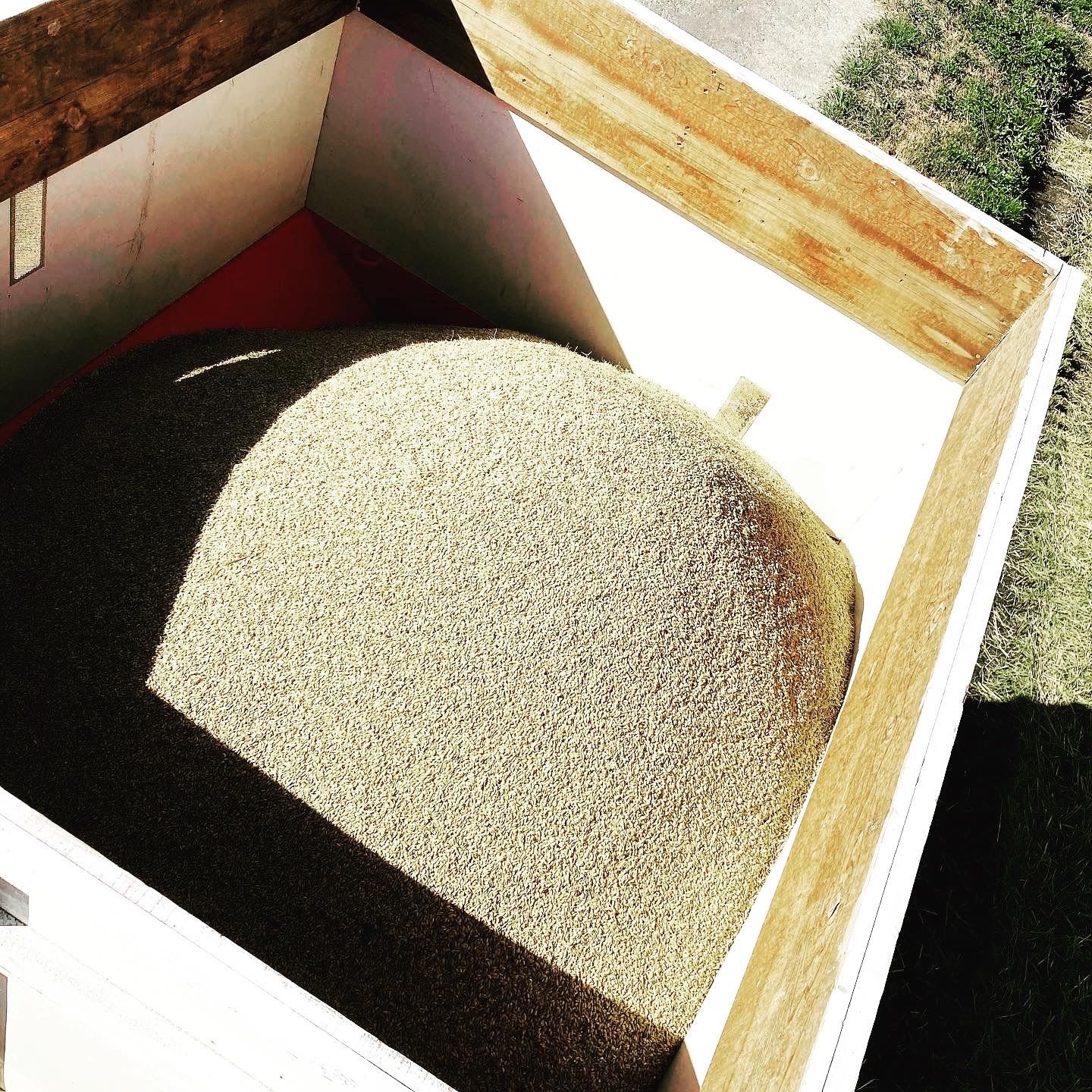新米】2021年茨城県産 ミルキークイーン20kg【白米】 - メルカリ