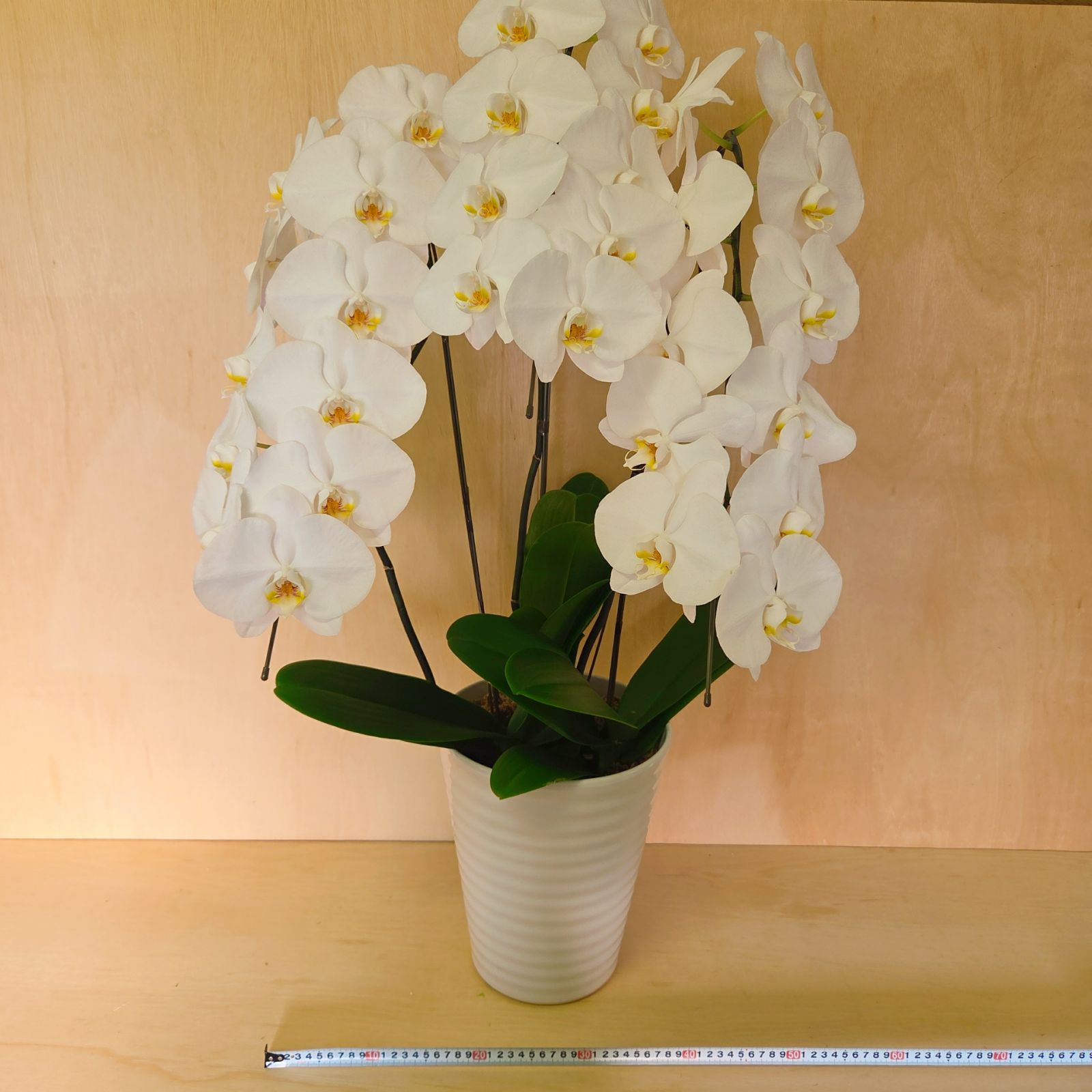  胡蝶蘭 白 1鉢 100 cm超え 大きいサイズ 花束 切花 生花