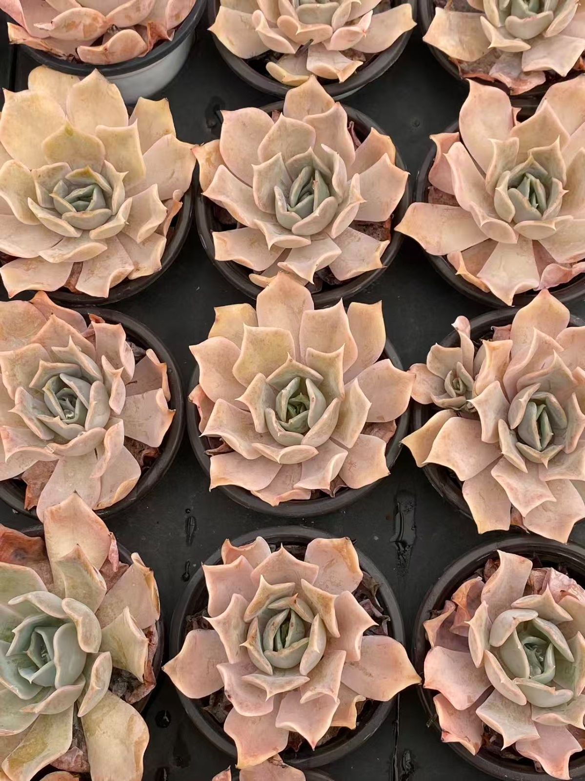 新入荷 サンシャインバラ ZM1744×50鉢 抜き苗 多肉植物 アエオニウム エケベリア サボテン 韓国苗