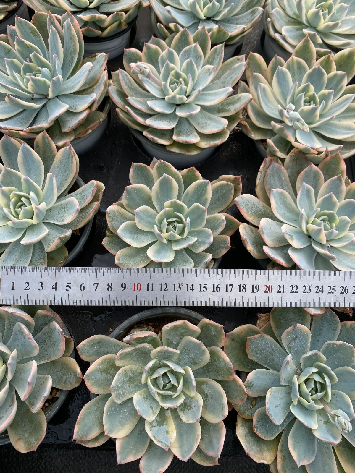 多肉植物　抜き苗　Usha　ウーシャ 多肉植物 抜き苗 Usha ウーシャ