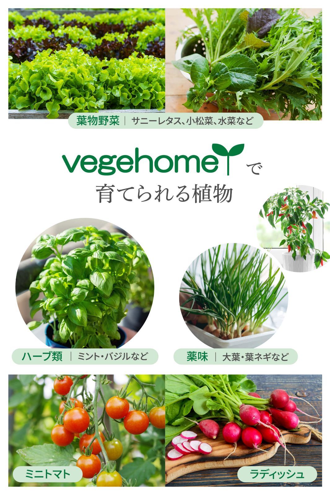 庭いじり 野菜