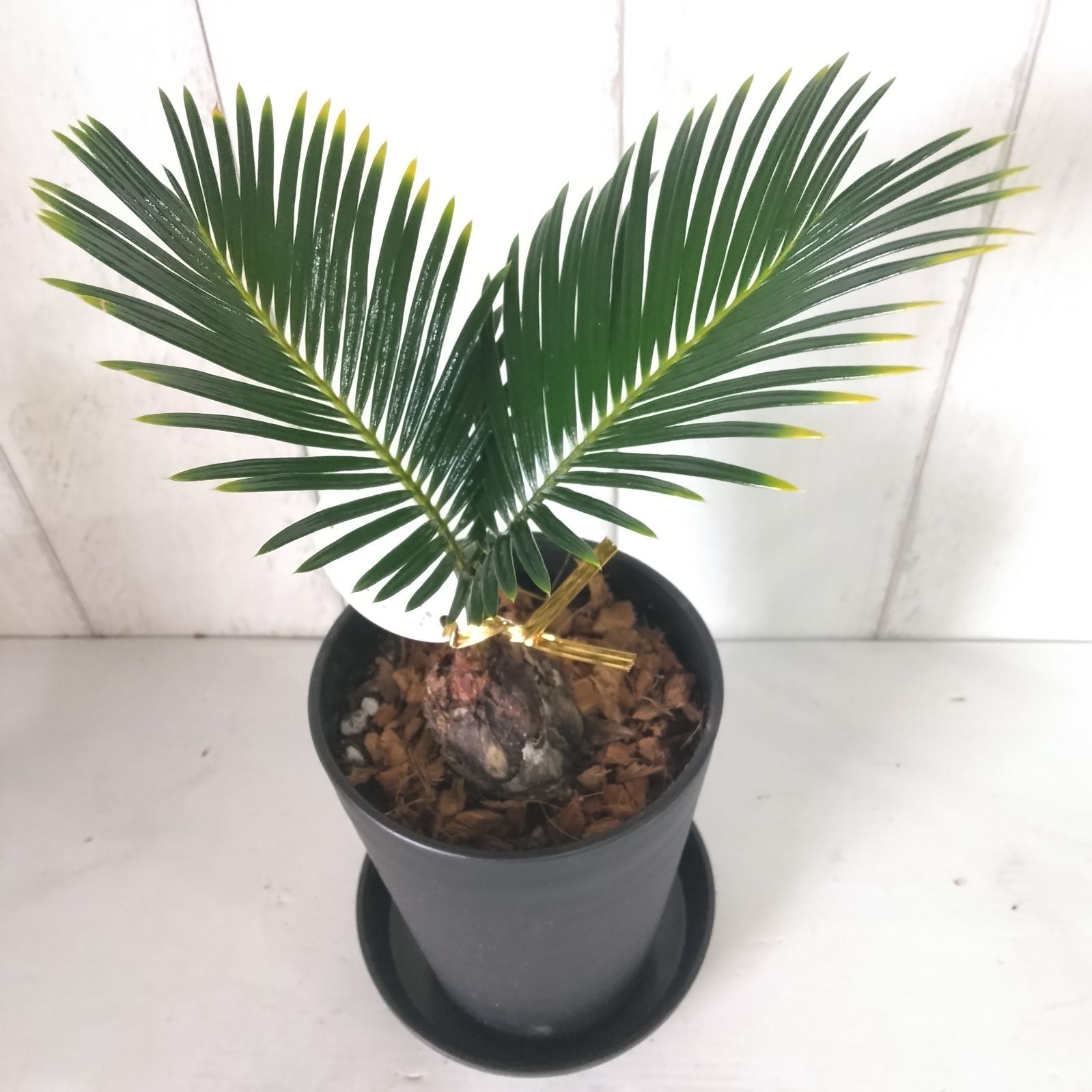 珍しい 金環蘇鉄【キンカンソテツ】観葉植物 斑入りが綺麗 高級