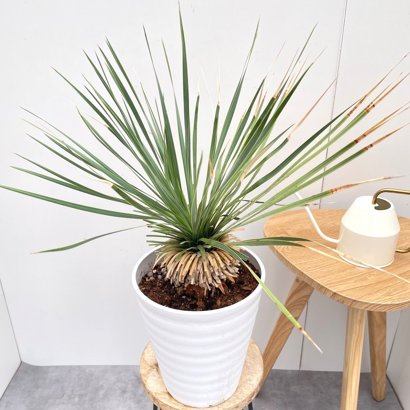 ユッカ ロストラータ