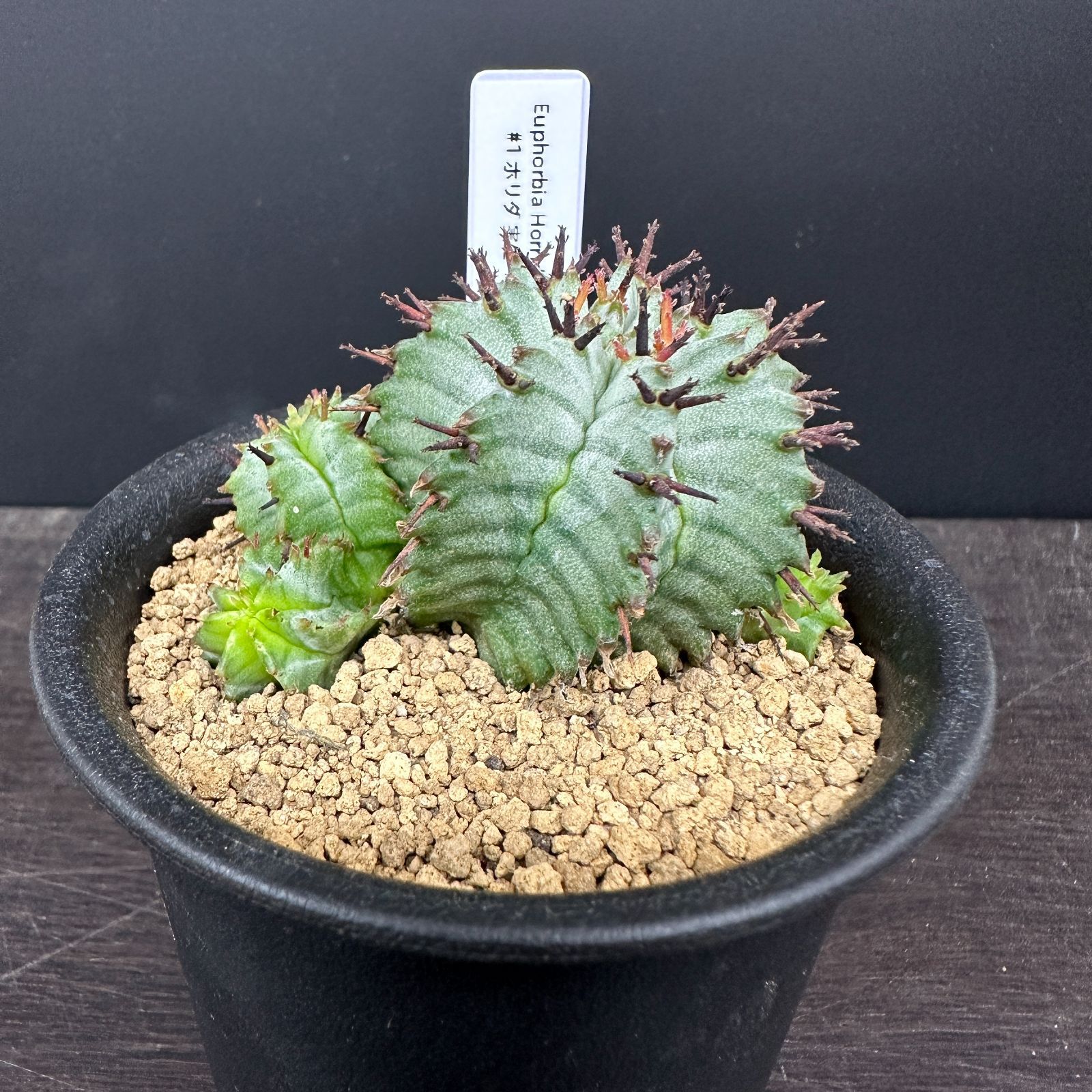 実生 ホリダ ユーフォルビア 綴化)ユーフォルビア ホリダ モンスト