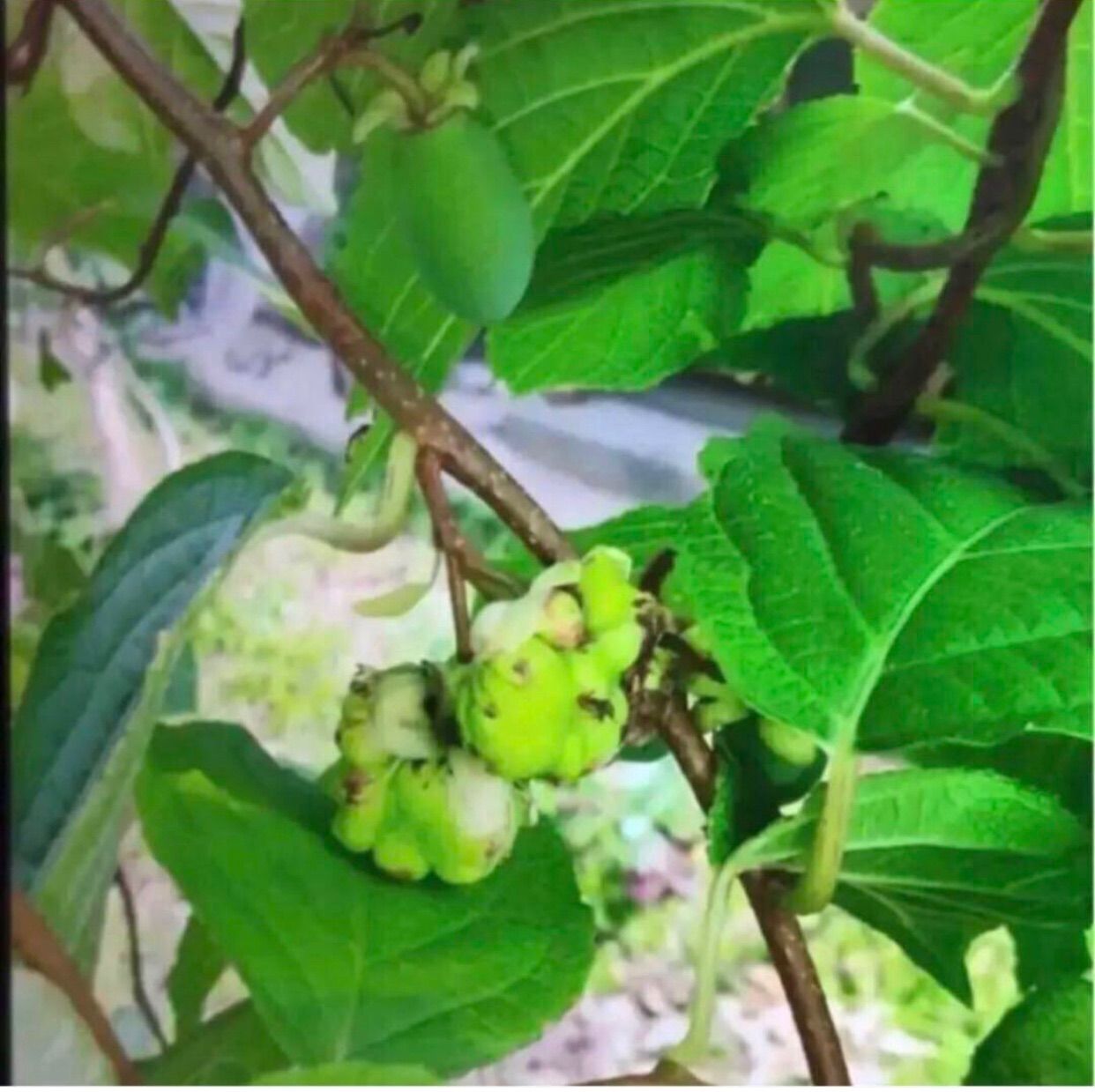 発根済み マタタビ 挿し木苗 チビ苗 抜き苗1本＋おまけ1本