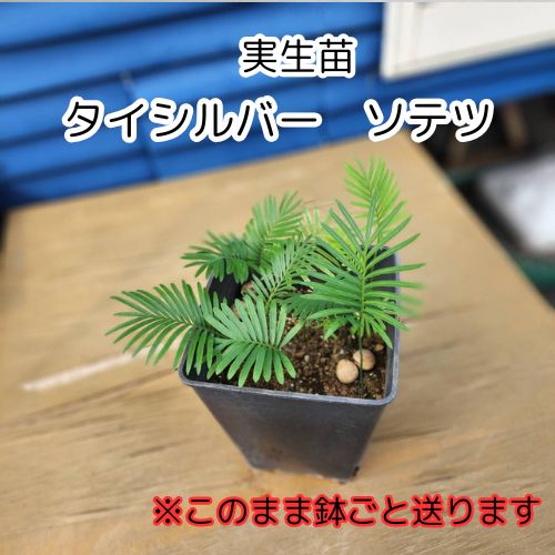 爆盛りシリーズ】【鉢ごと発送】【実生】タイ シルバーソテツ Cycas sp