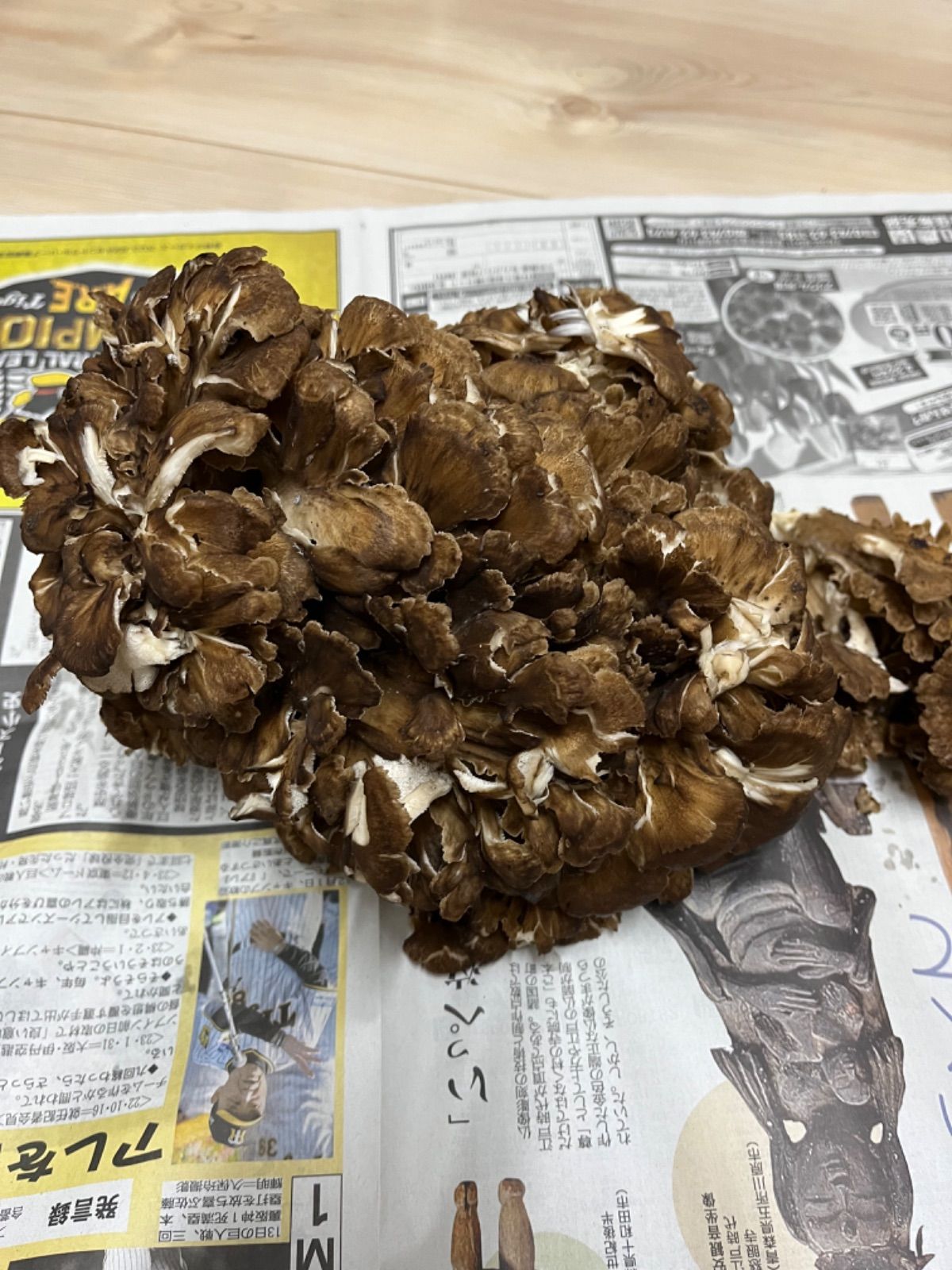 鳥取県産　天然　舞茸　1kg ①