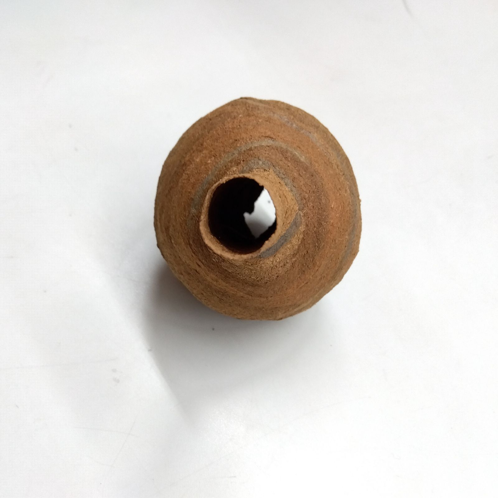 スズメバチの巣 初期 とっくり型 蜂の巣 - メルカリ