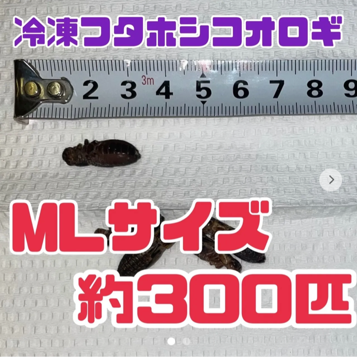 おすすめ特集 冷凍フタホシML〜L約170匹100g冷凍コオロギ i9tmg.com.br