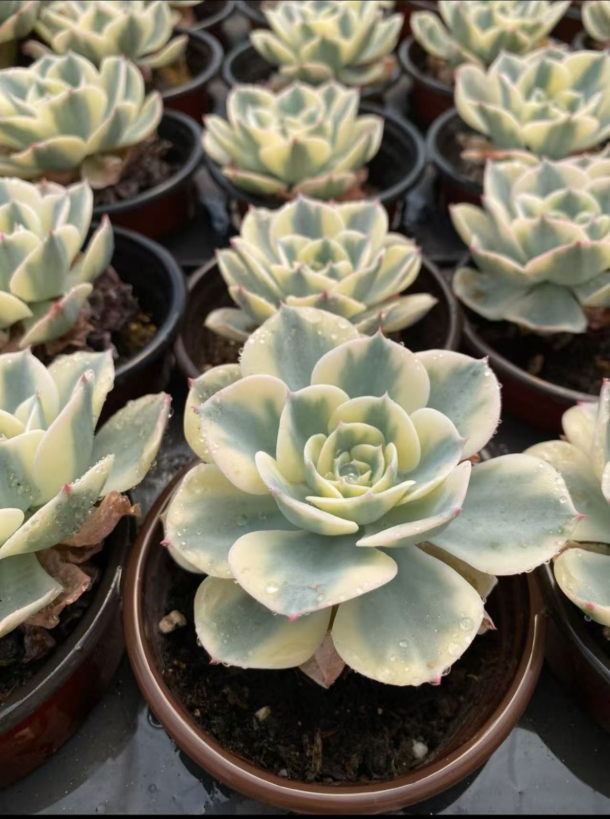 大特価 抜き苗 ルノーディーン錦 玉碟錦 DP685×35鉢 多肉植物