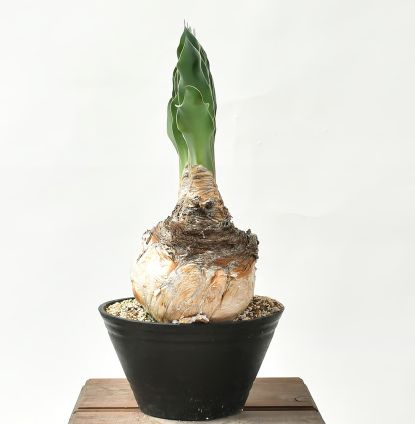 2頭 特大ブーファン ハエマンソイデス 発根済み 【公式通販】