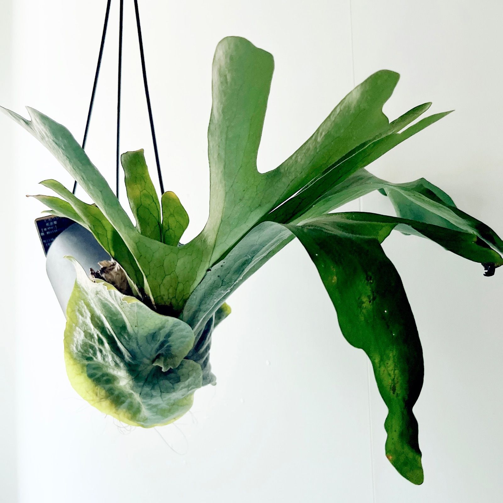 新入荷 flying ビカクシダ グランデ コウモリラン ハンギング 観葉植物 calm cafe
