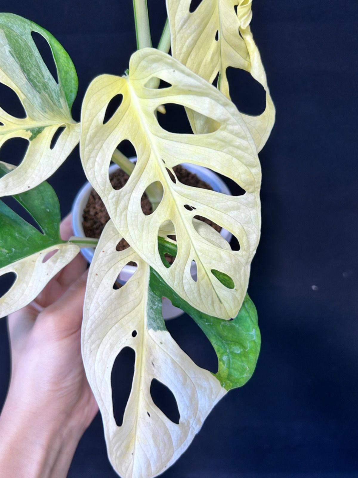 サ*ア様 マドカズラ 斑入り No.35 【Monstera モンステラ】 大株 斑入り マドカズラ | GREEN LUCK