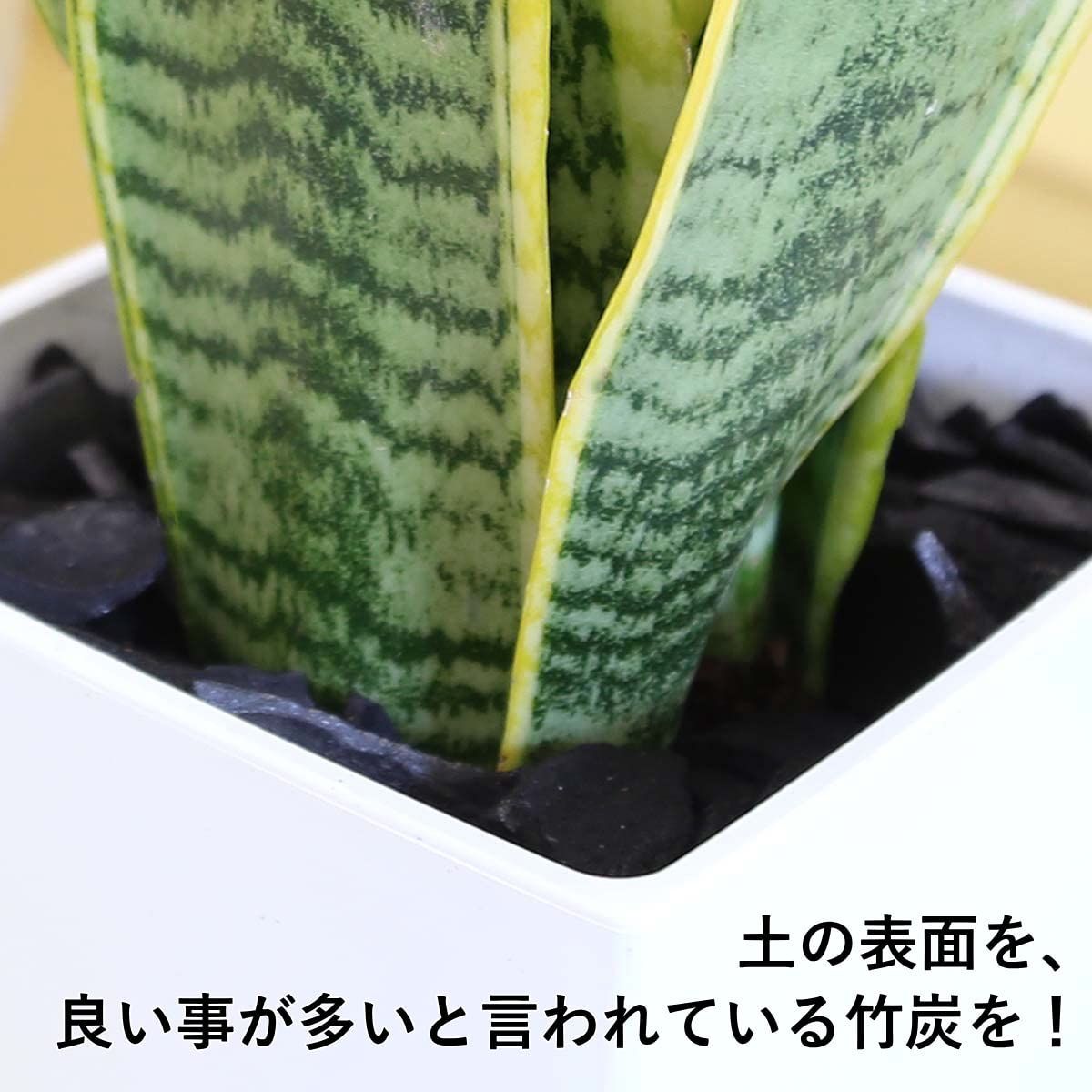 5号