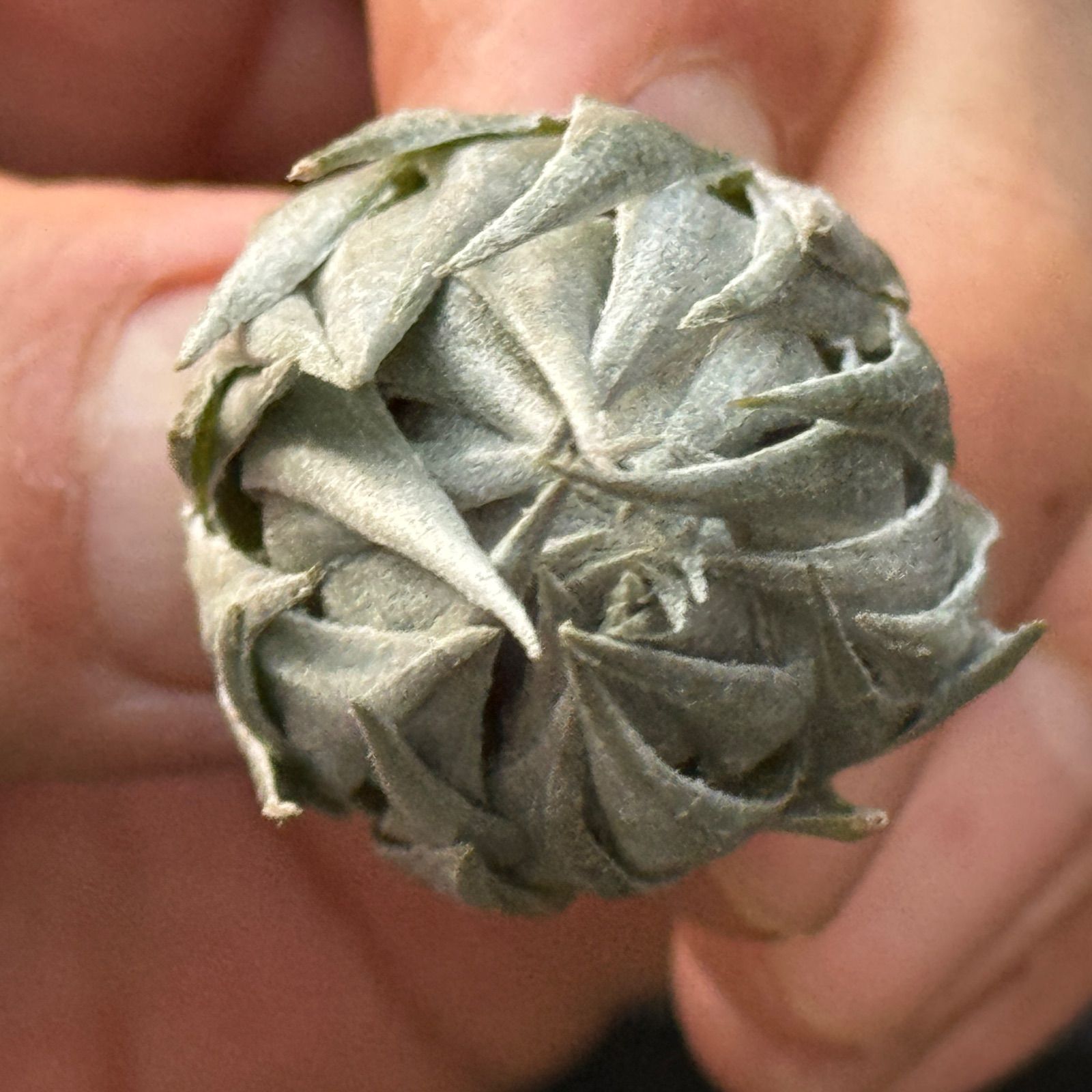 メタリックシルバーな輝き ふっくらずんぐり 上株 チランジア カウツキー Tillandsia kautskyi エアプランツ フラワーショップ江口