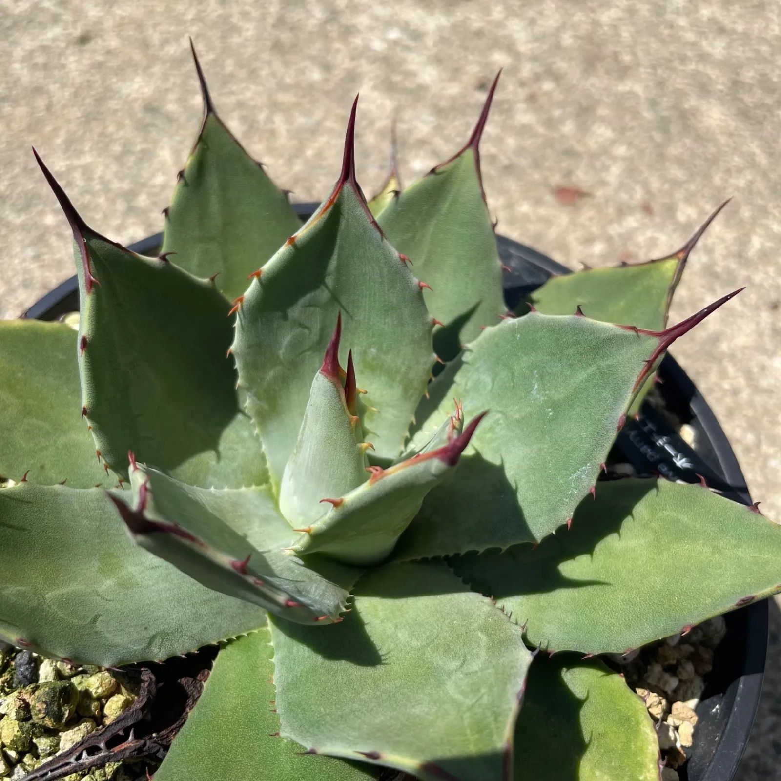 DP41 アガベ・パリー ホーチエンシス吉祥天 実生 Agave parryi