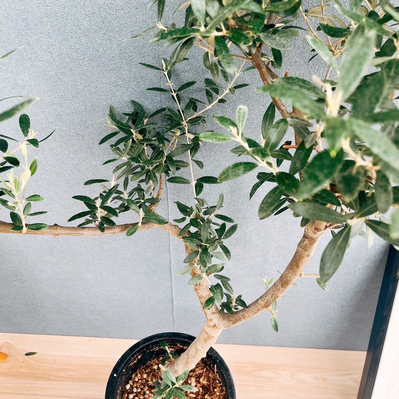 ［現品］【希少】☆数量限定☆ 1番　創樹　オリーブ　セントキャサリン　8号　屋外 現品］【希少】91番 創樹 オリーブ セントキャサリン 8号 観葉