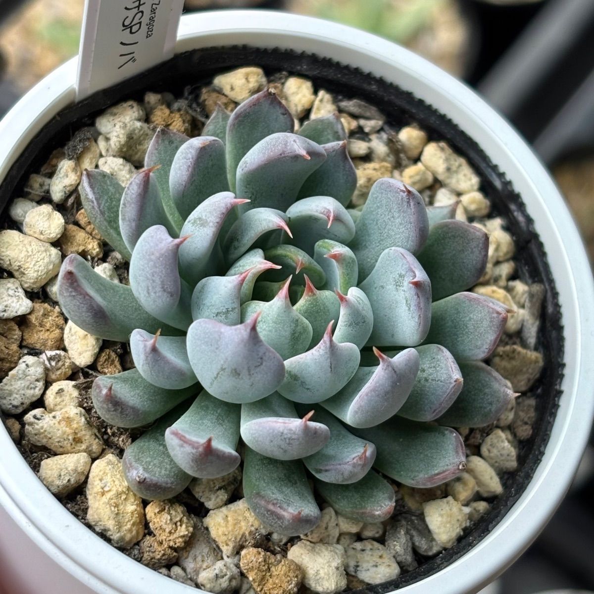 954多肉　ザラゴーサspノバ　札付き　多頭　花あり　ポットでメルカリ便 954多肉 ザラゴーサspノバ 札付き 多頭 花あり ポットでメルカリ便 ☆超