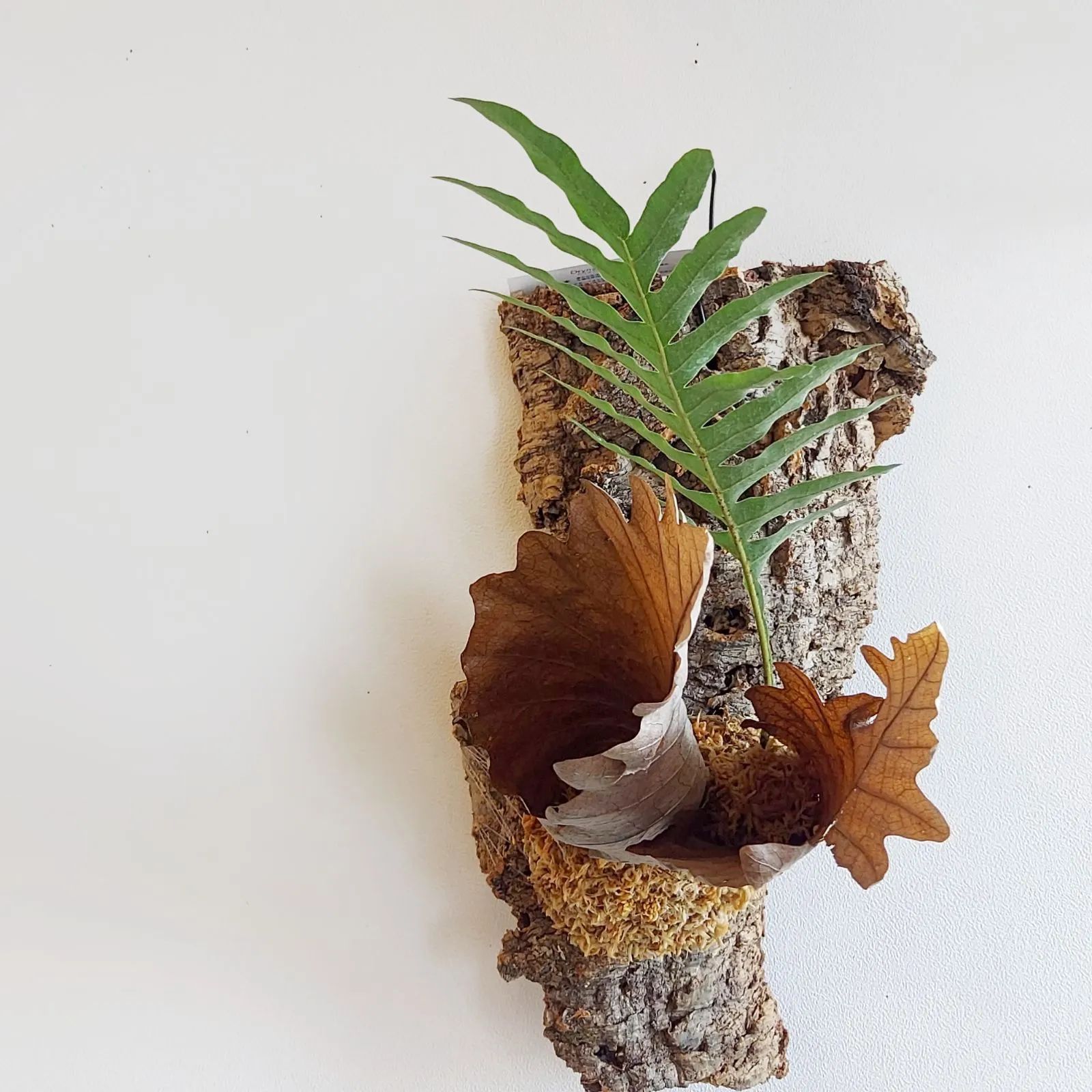 ドリナリア・クエルシフォリア シダ 着生植物 コルク板付け インテリア