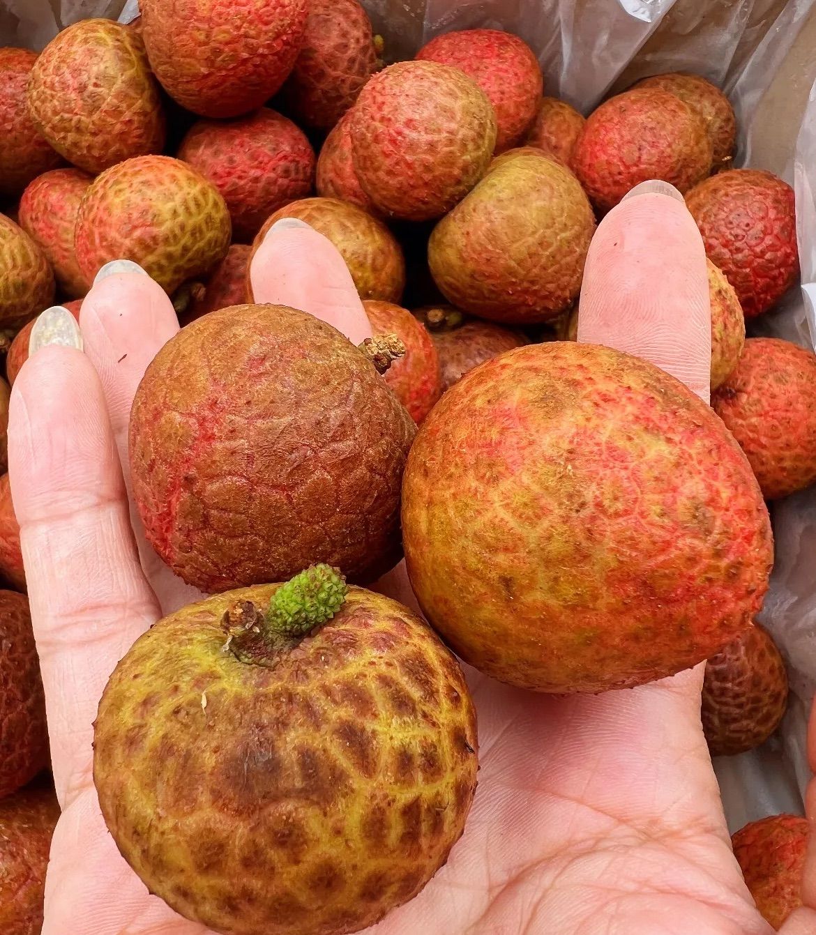 夏ギフト