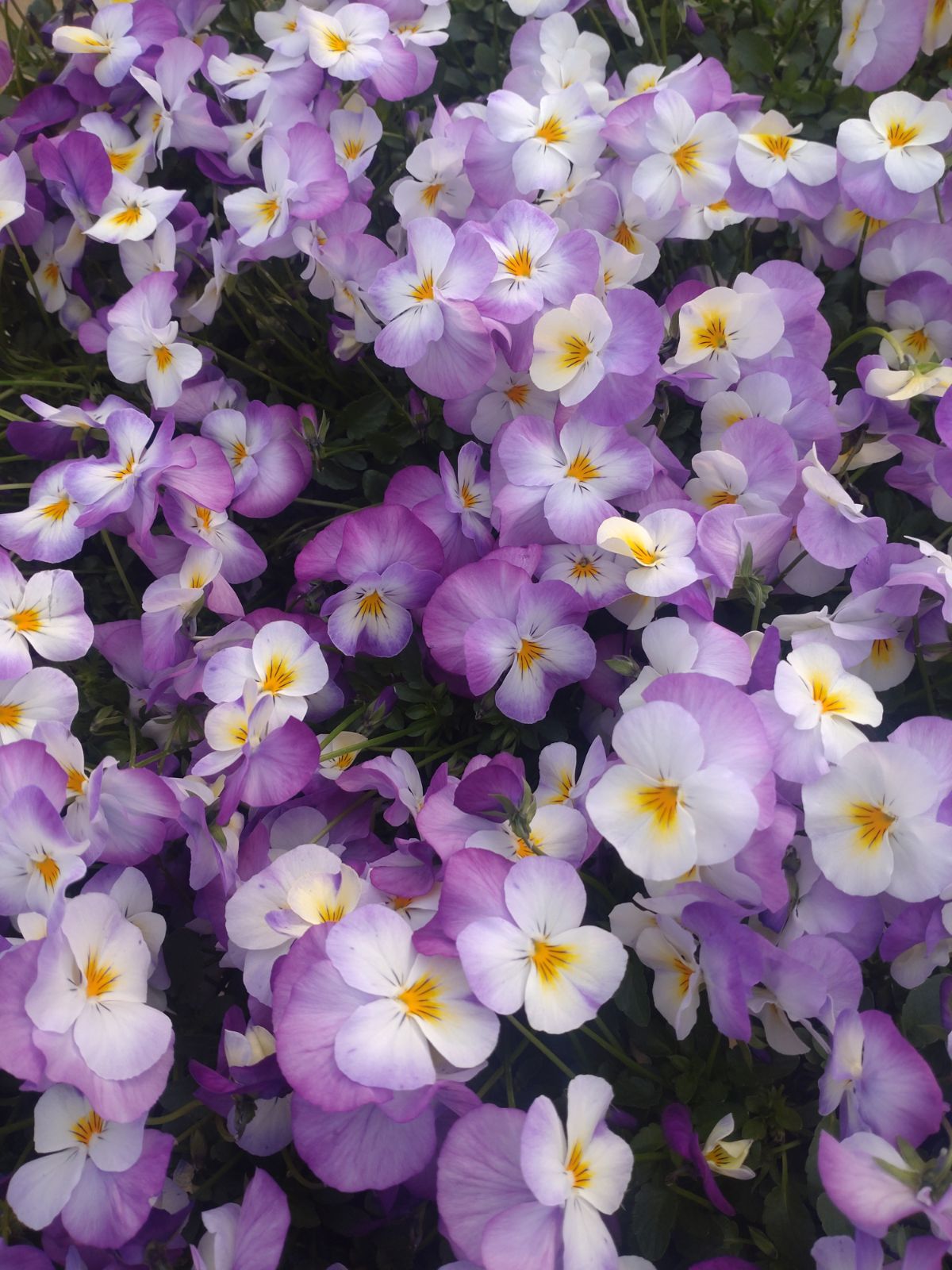 花