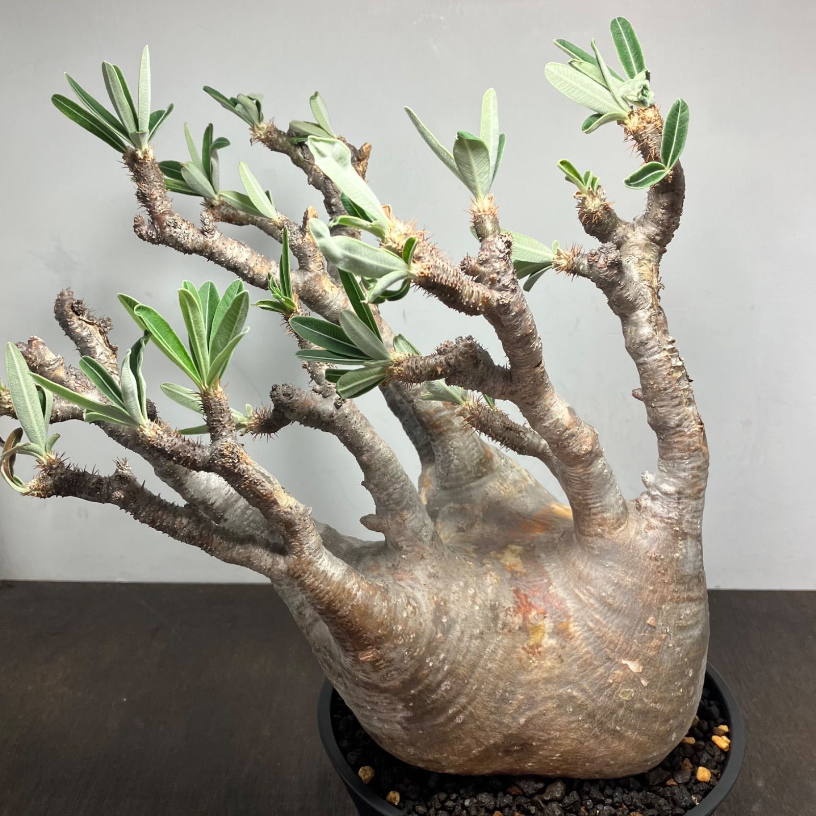 値下げ中！ボスウェリアネグレクタ 現地株発根済み パキポディウム